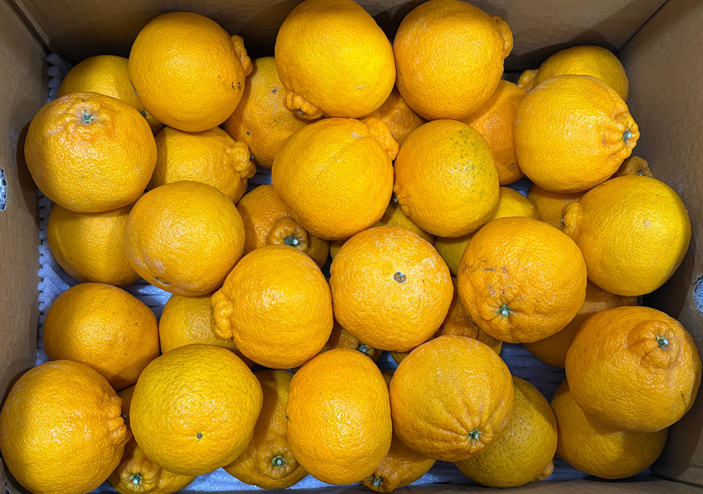 공지사항 썸네일